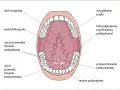 Anatomia jamy ustnej: widok od dołu, z zaznaczonymi śliniankami podjęzykowymi, ich przewodami i ujściami.