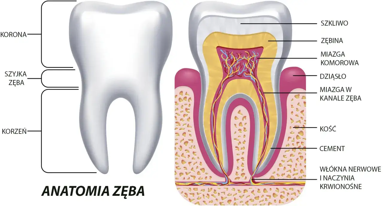 Anatomia zęba czwórka górna przekrój kanały korzeniowe