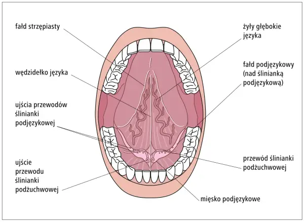 Anatomia jamy ustnej: widok od dołu, z zaznaczonymi śliniankami podjęzykowymi, ich przewodami i ujściami.
